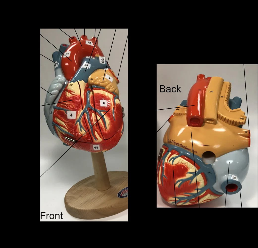Un modelo del corazón visto de frente y por detrás: arriba salen las arterias gruesas que llevan la sangre al cuerpo y a los pulmones. Un corazón de verdad es de ese tamaño, más o menos como tu puño. Foto: RWhitwam, Wikimedia Commons, CC BY-SA 4.0.