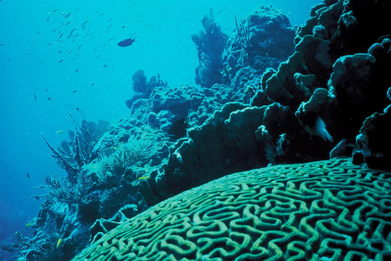 Arrecife de coral con peces: un texto sobre él puede tratar sus corales, sus peces o sus funciones, y el tema principal es el que abarca todo lo que se dice. Foto: Jerry Reid, Servicio de Pesca y Vida Silvestre de EE. UU., Wikimedia Commons, dominio público.