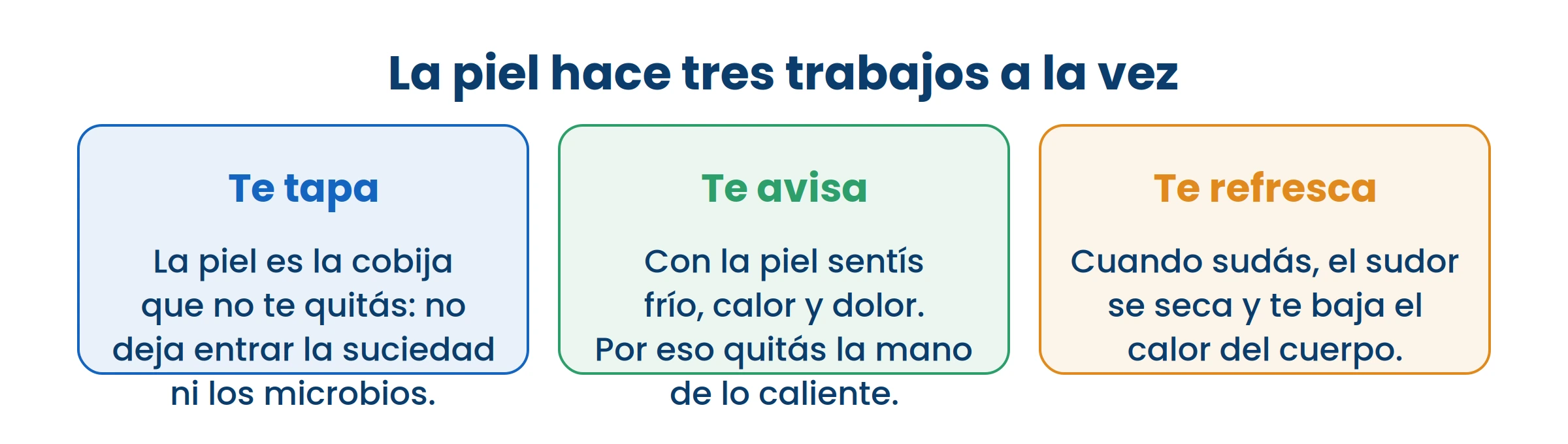 La piel no es solo lo que se ve por fuera: está trabajando todo el día sin que te des cuenta.