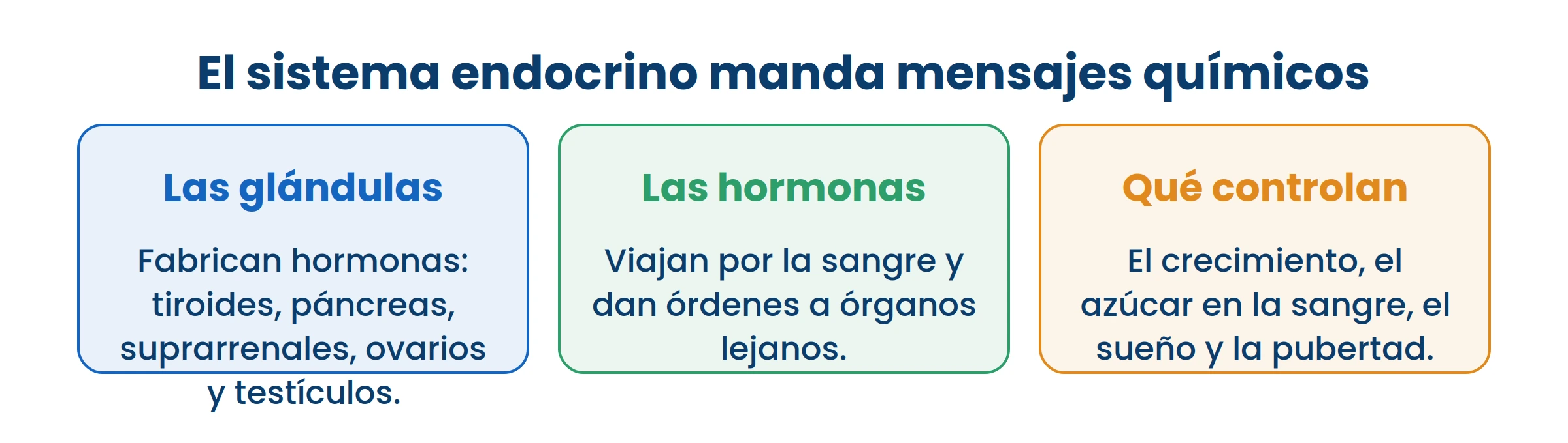 Las hormonas viajan por la sangre y dan órdenes a órganos que están lejos de donde se fabricaron.