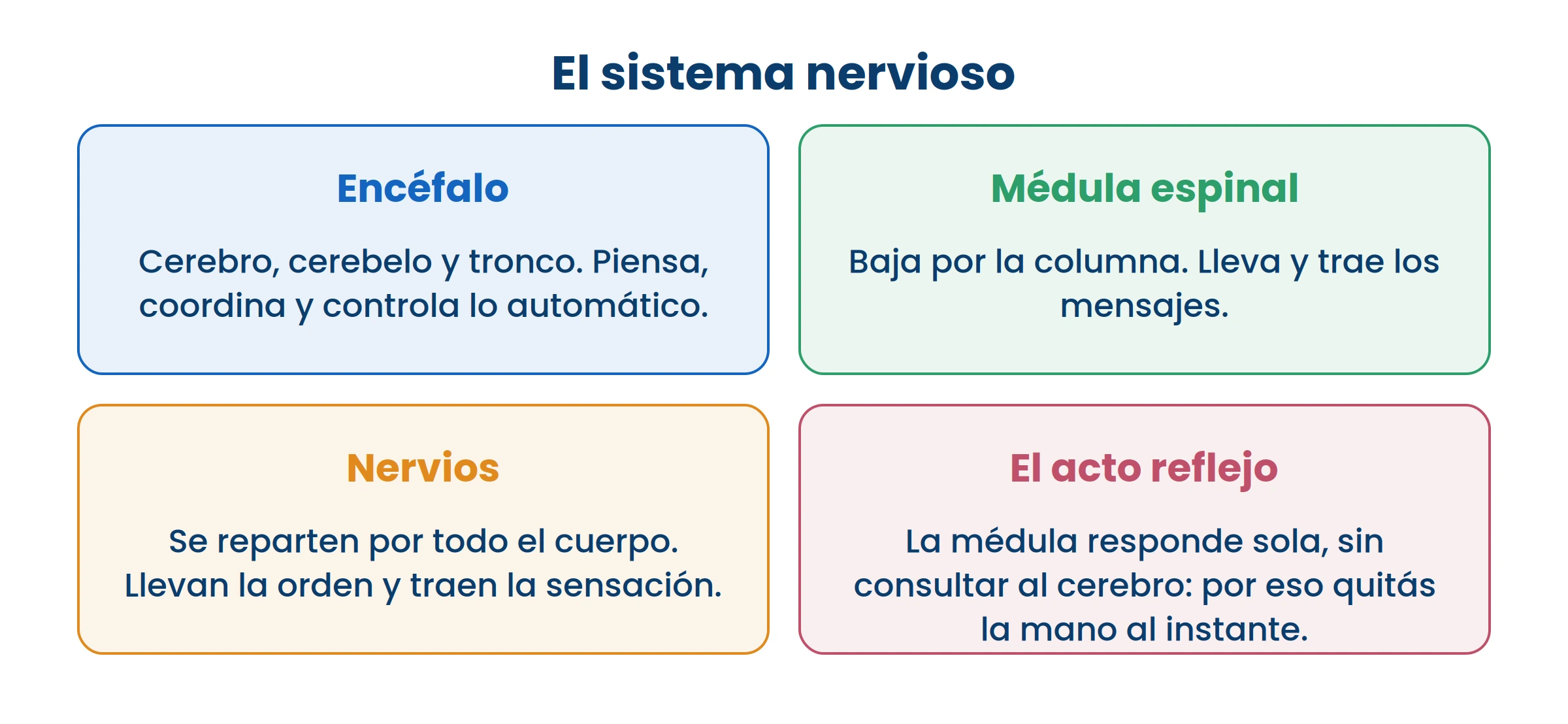 El acto reflejo no pasa por el cerebro. Por eso quitás la mano antes de darte cuenta de que quemaba.
