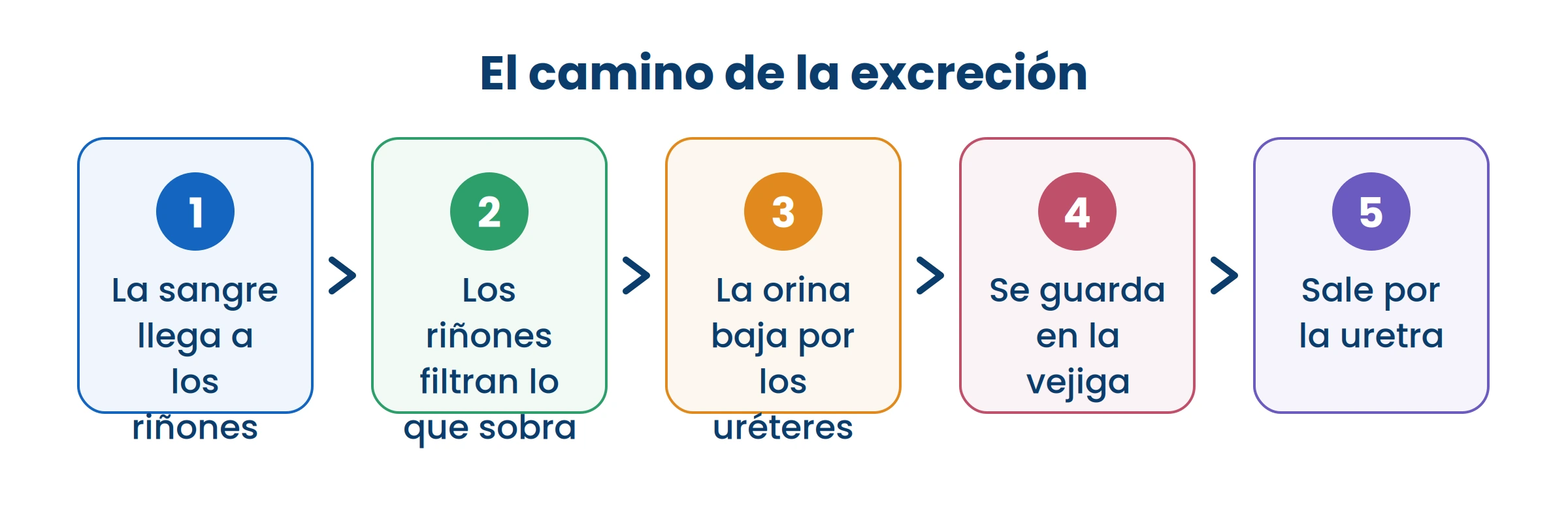 Los riñones filtran toda tu sangre varias veces al día. Por eso tomar agua no es un consejo cualquiera.