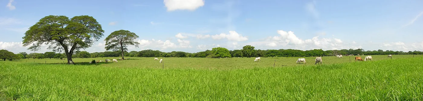 Llanura de Guanacaste con árboles de guanacaste y ganado. Terreno plano, suelo de ceniza volcánica y una estación seca larga: por eso esta fue tierra de maíz, que pide sol y se guarda seco durante meses. Foto: MongeNajera, Wikimedia Commons, CC BY-SA 3.0.