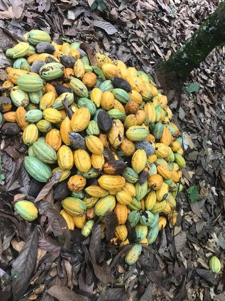 Mazorcas de cacao recién cortadas. En la colonia el cacao del valle de Matina fue de lo poco que aguantaba el aislamiento —mucho valor en poco peso— y sus granos llegaron a usarse como medio de pago. Foto: Otuo-Akyampong Boakye, Wikimedia Commons, CC BY-SA 4.0.