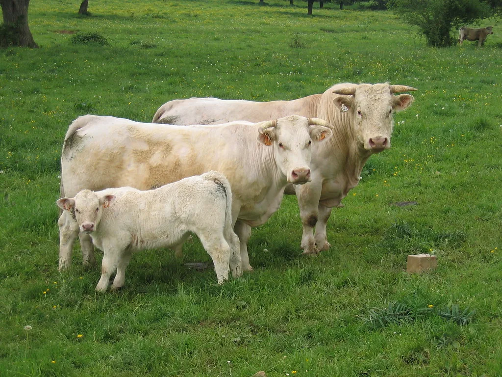 Mirá el ternero al lado de la vaca: tiene las mismas patas, las mismas orejas y el mismo hocico, solo que pequeño. Por eso, viendo una cría, podés decir de qué animal es. Imagen de flickr, Sunfox, CC BY-SA.